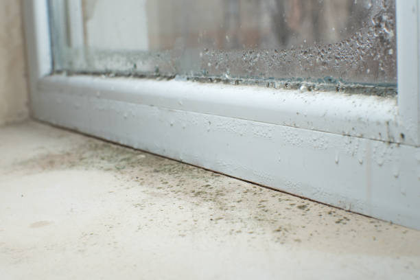 Best Emergency Mold Remediation  in Clever, MO